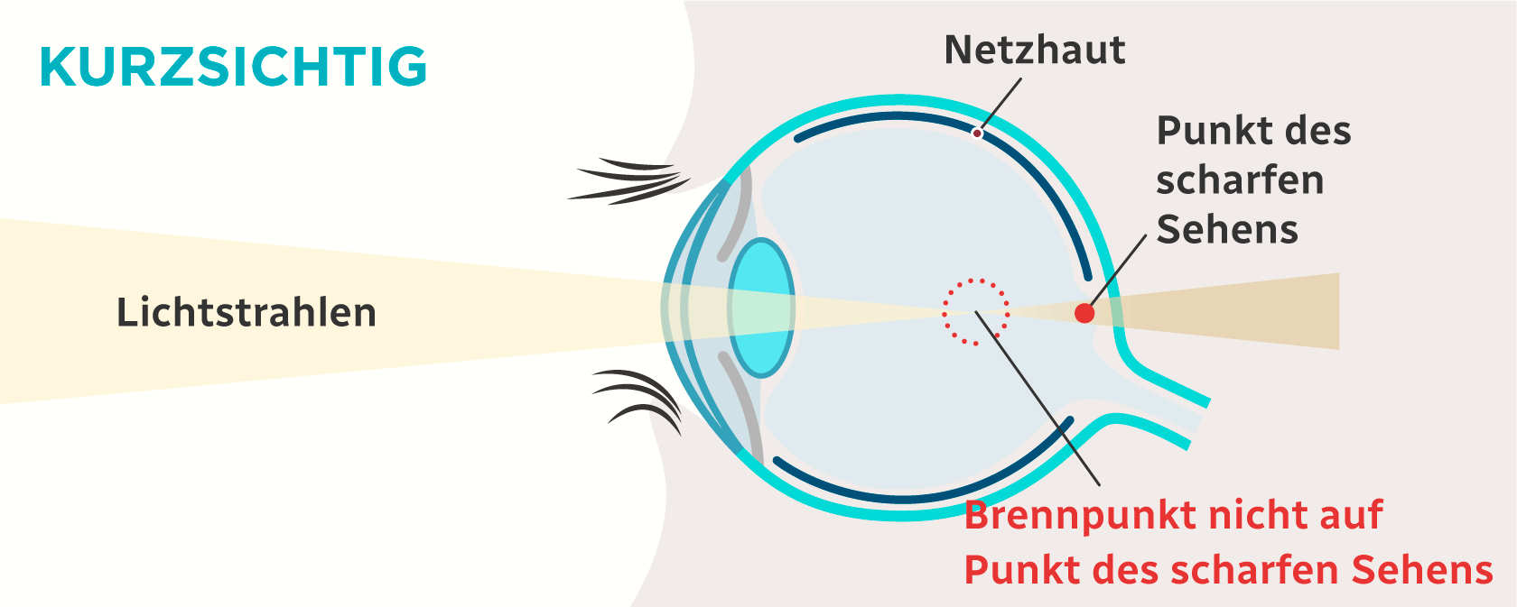 Normales Sehen - Auge