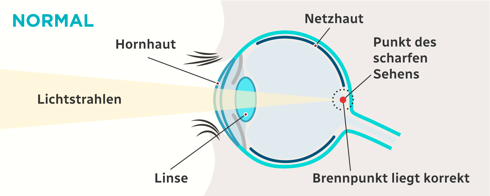Normales Sehen - Auge